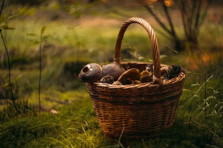 funghi e conservazione